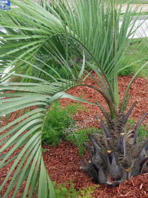 Fern swirl