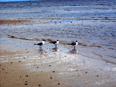 beach_seagulls