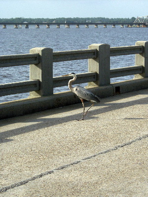 heron