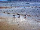 beach_seagulls